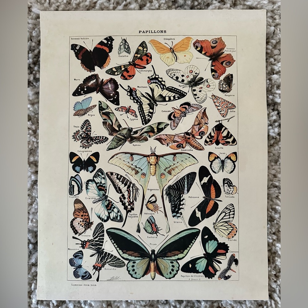 Vintage Papillons Print  |  Adolphe Philippe Millot  ( 1857 – 1921, Paris )